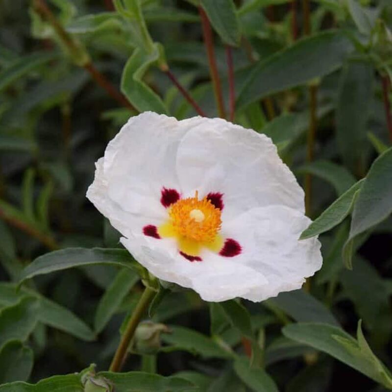 Cistus × dansereaui 'Decumbens' 20-30 cm